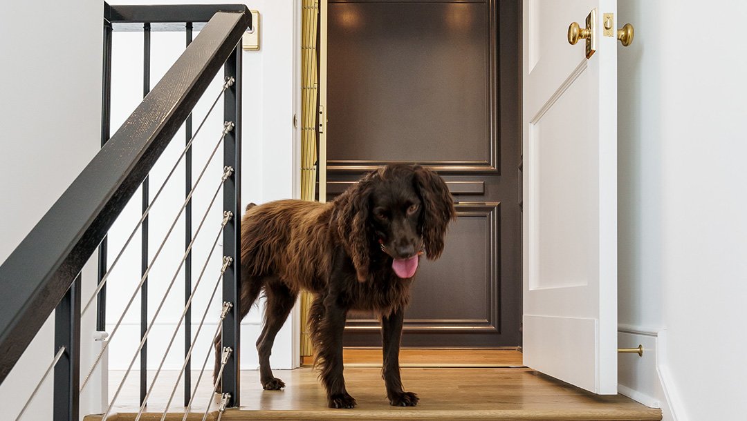 Brown dog looking down stairs with home elevator in background